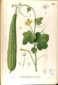 Chinese okra